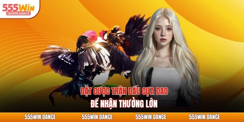 Đặt cược trận đấu cựa dao để nhận thưởng lớn