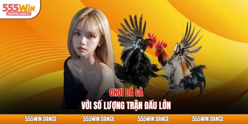 Chơi đá gà với số lượng trận đấu lớn